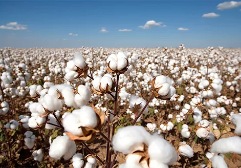 organic cotton farm